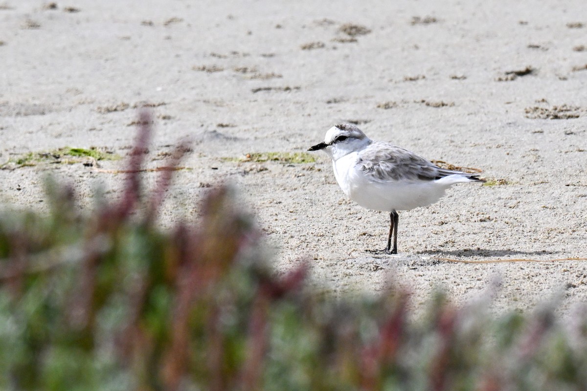 Белолобый зуёк - ML645331245