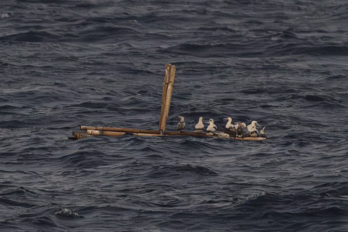 Сула червононога - ML645331258