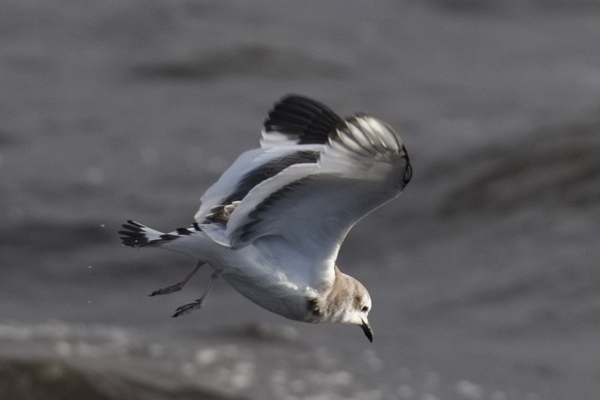 Sabine's Gull - ML645331262