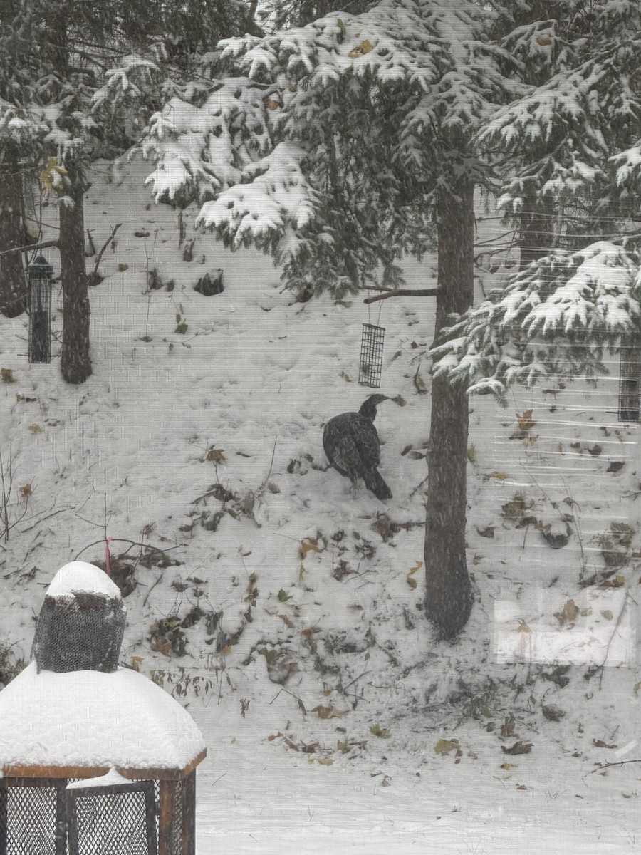 krocan divoký - ML645331265