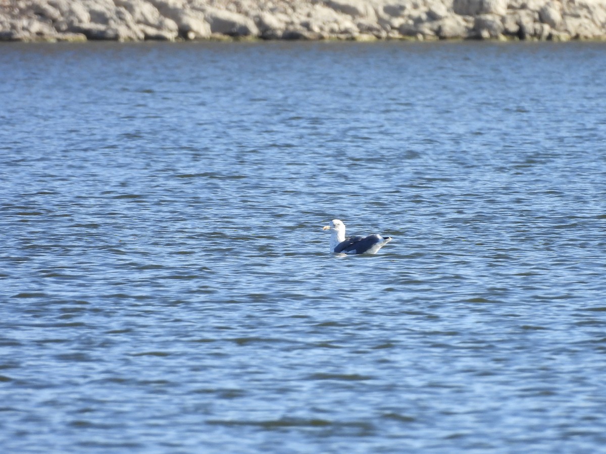 Lesser Black-backed Gull (graellsii) - ML645331267