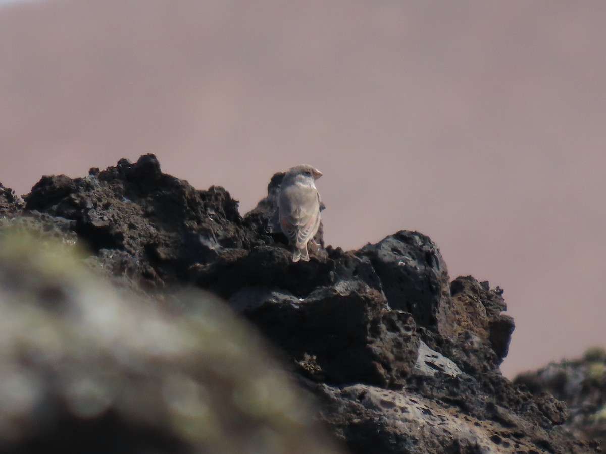 Trumpeter Finch - ML645331268