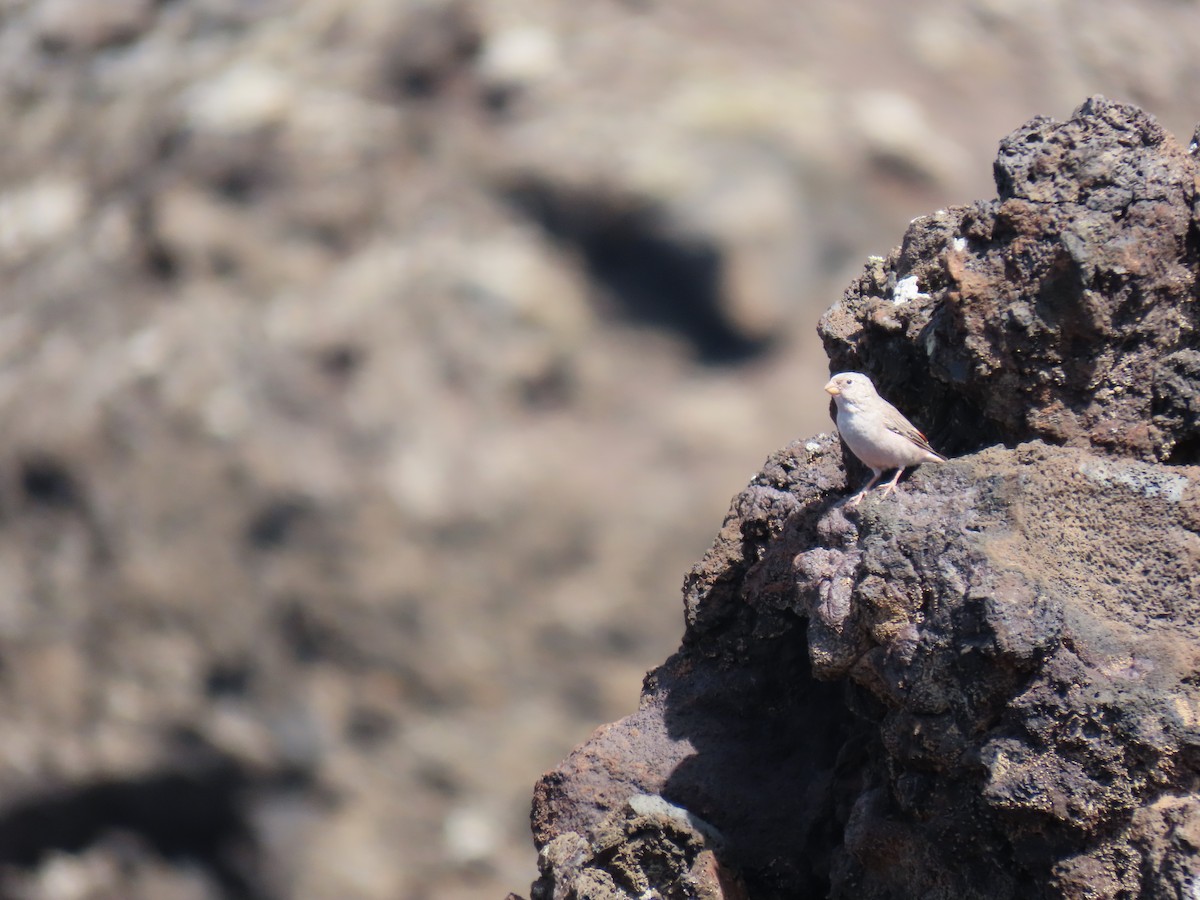 Trumpeter Finch - ML645331269