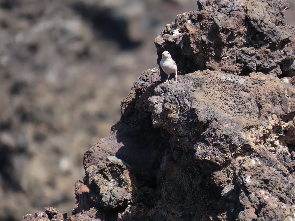 Trumpeter Finch - ML645331270