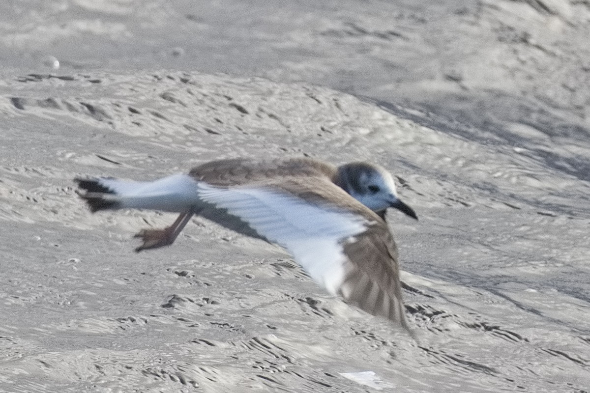 Sabine's Gull - ML645331271