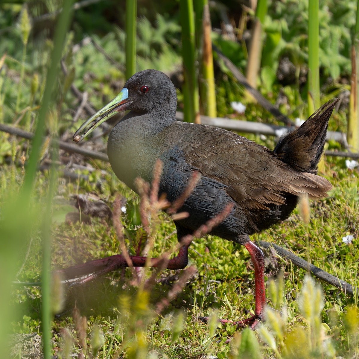 Plumbeous Rail - ML645331277