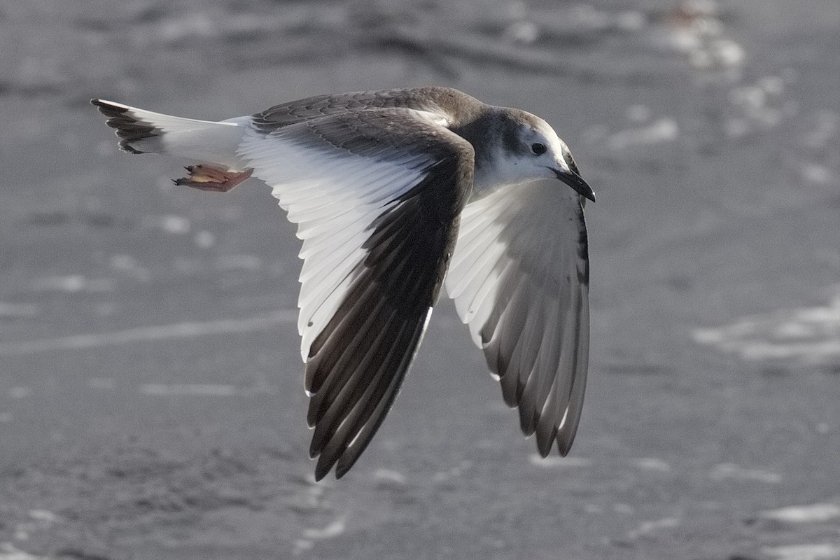 Sabine's Gull - ML645331279