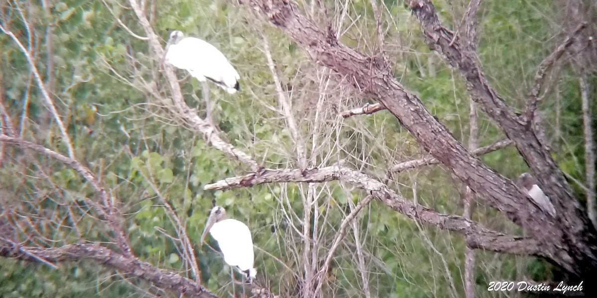 Wood Stork - ML645331280
