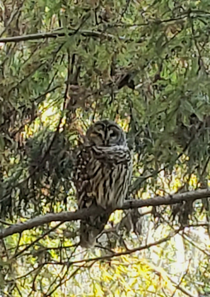 Barred Owl - ML645331281