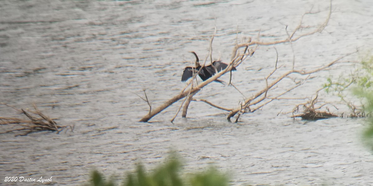 Anhinga - ML645331284