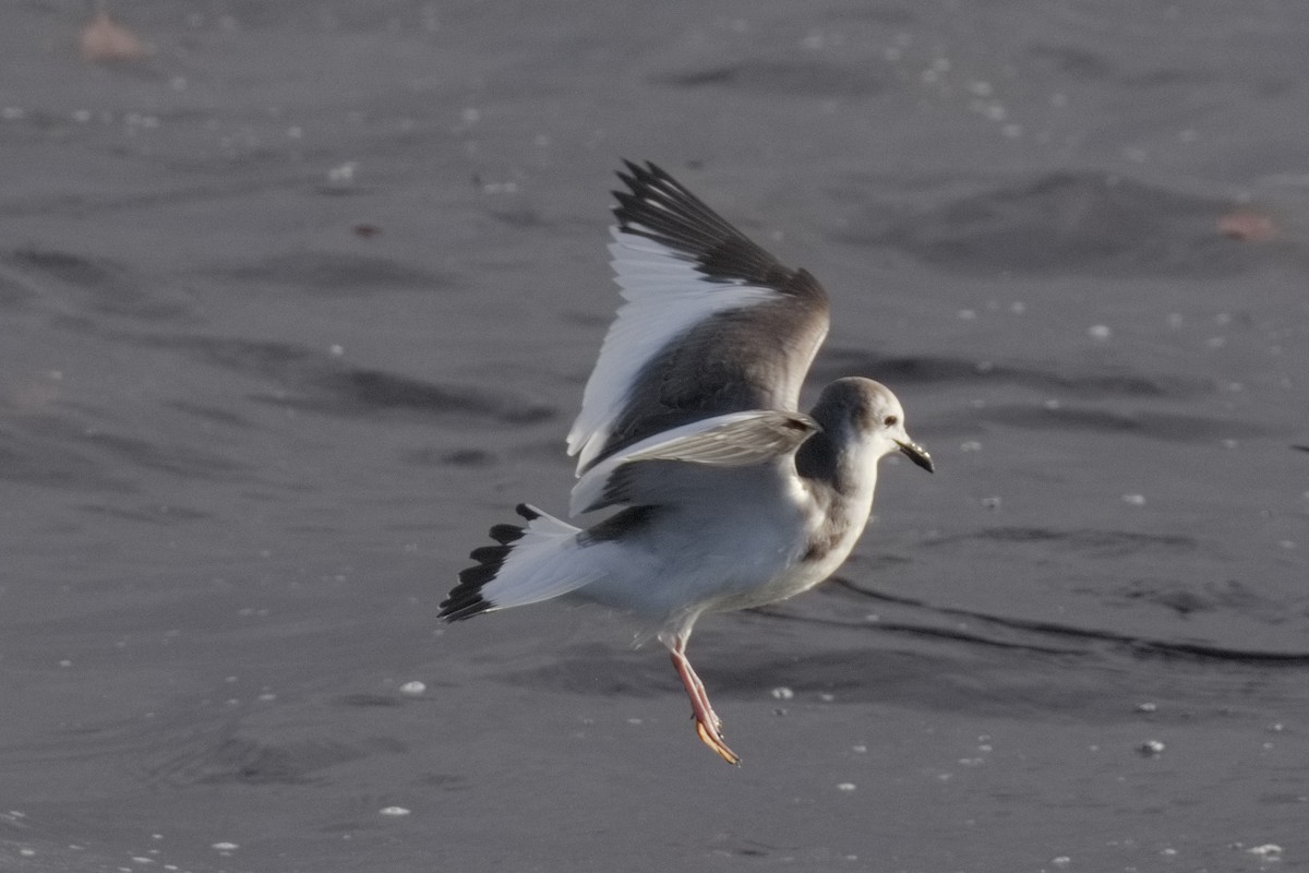 Sabine's Gull - ML645331298
