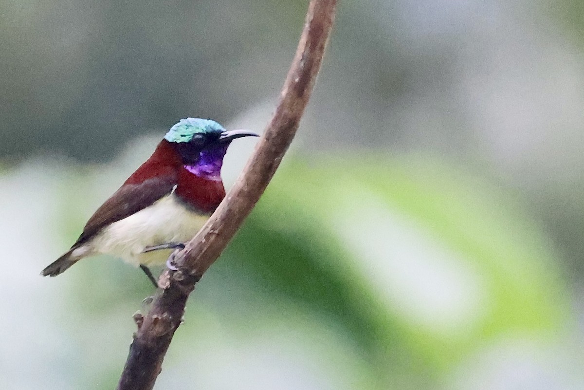 Crimson-backed Sunbird - ML645331299