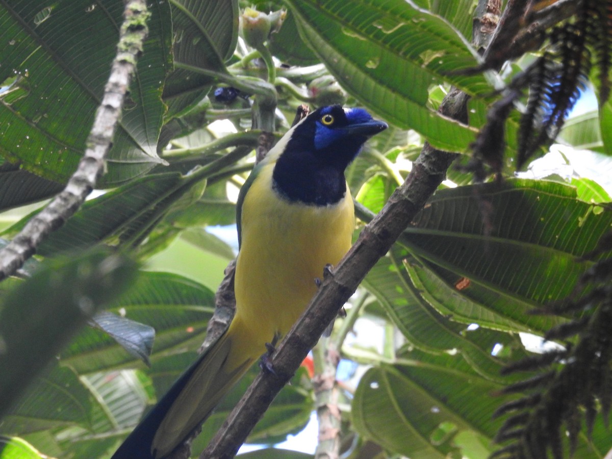 Geai vert - ML645331300