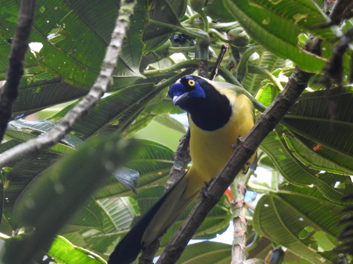 Geai vert - ML645331301