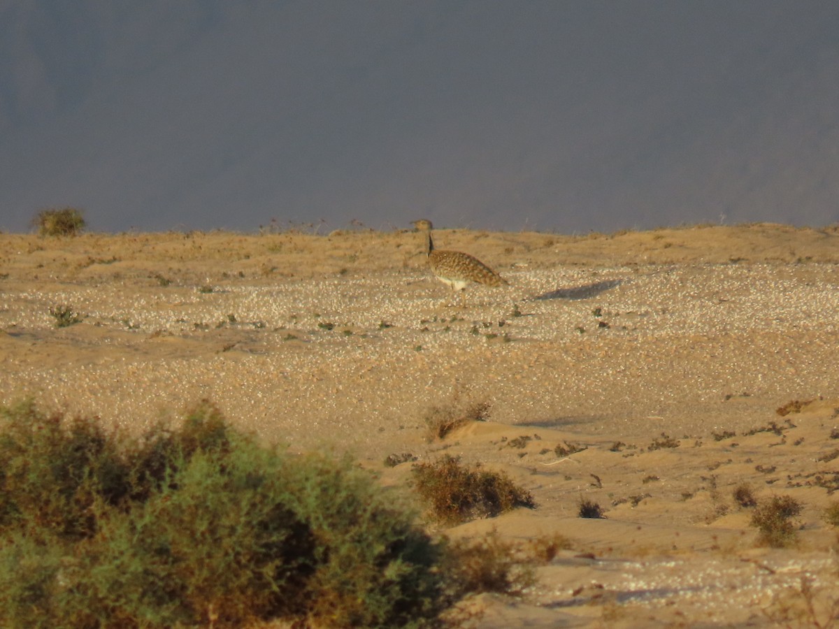 African Houbara (Canary Is.) - ML645331302