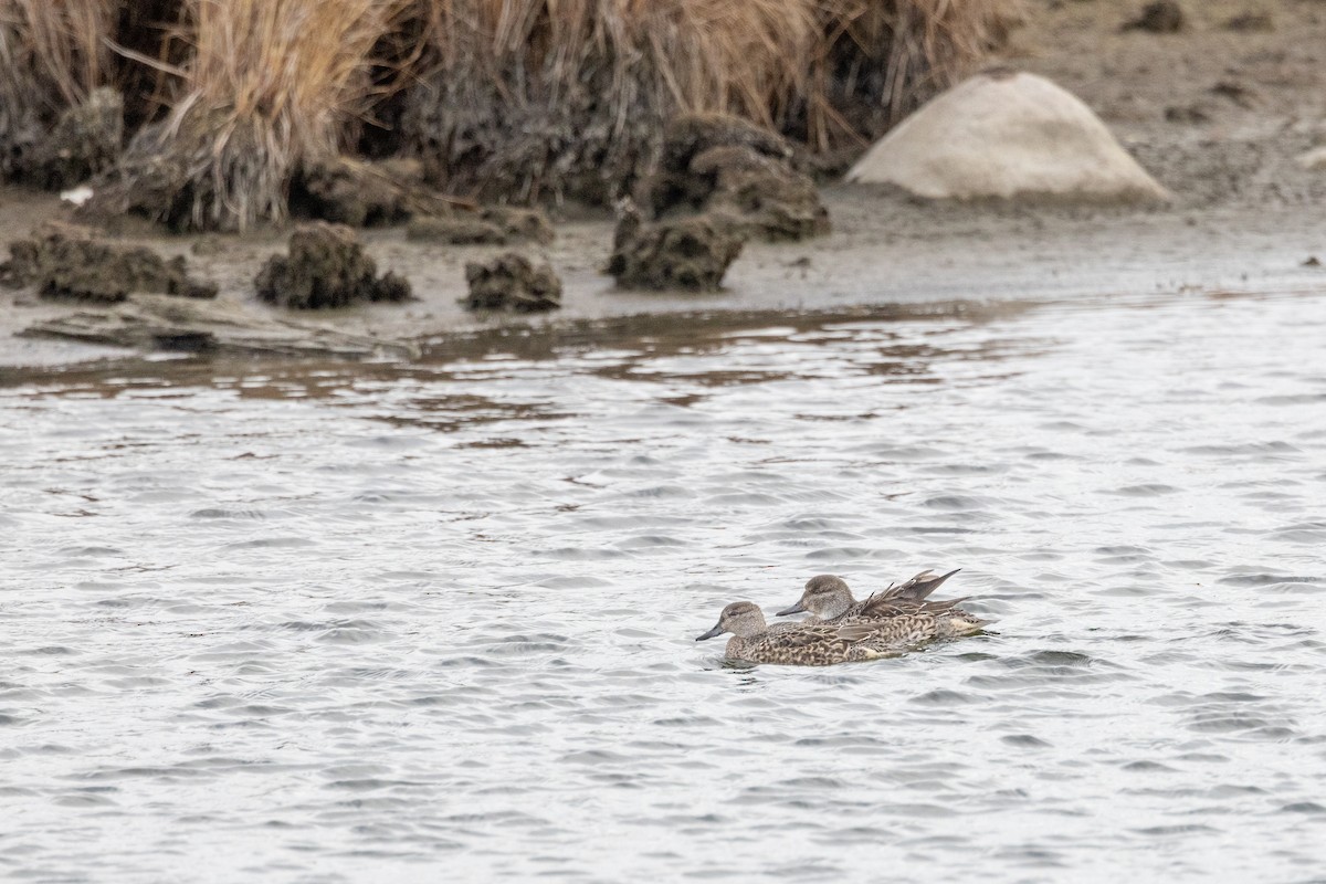 Zertzeta arrunta - ML645331303