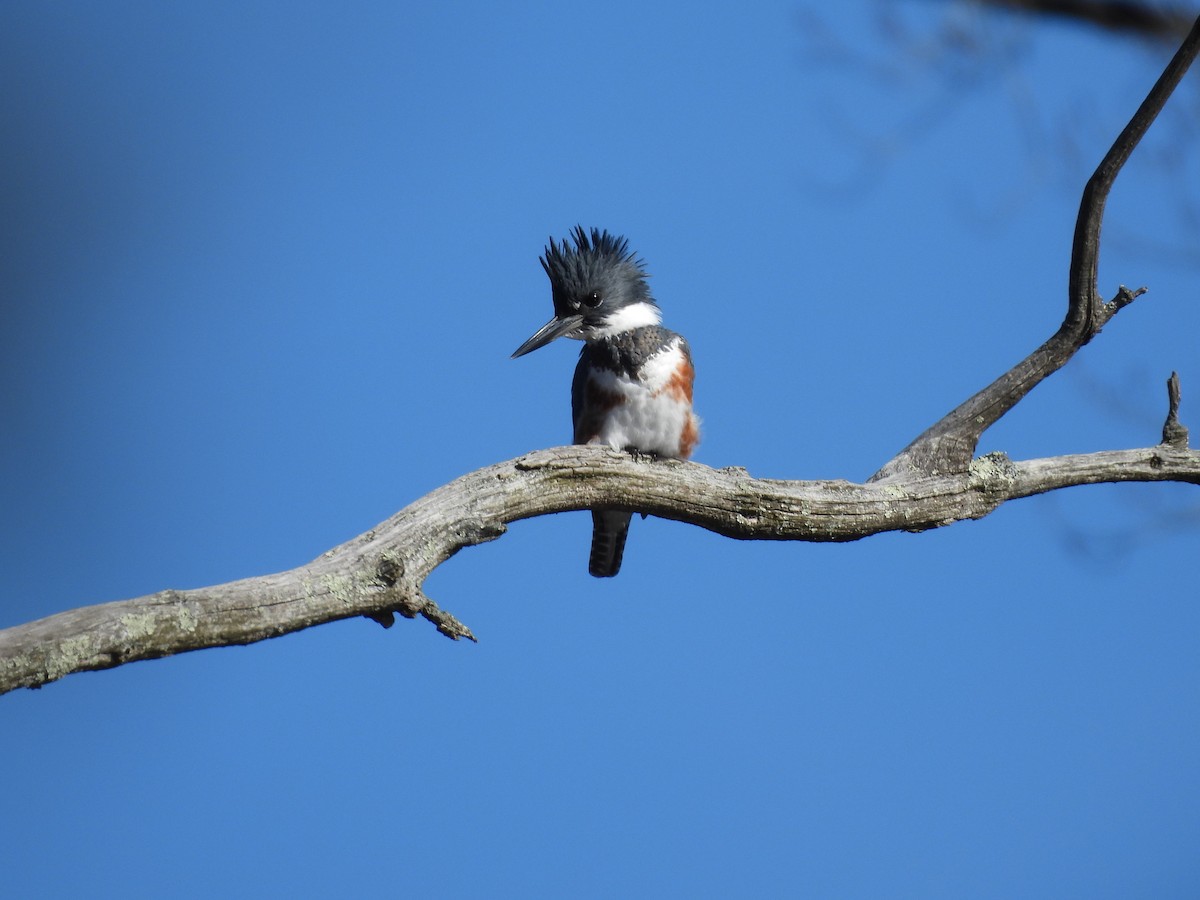 Belted Kingfisher - ML645331305