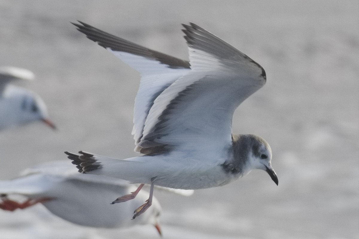 Sabine's Gull - ML645331311