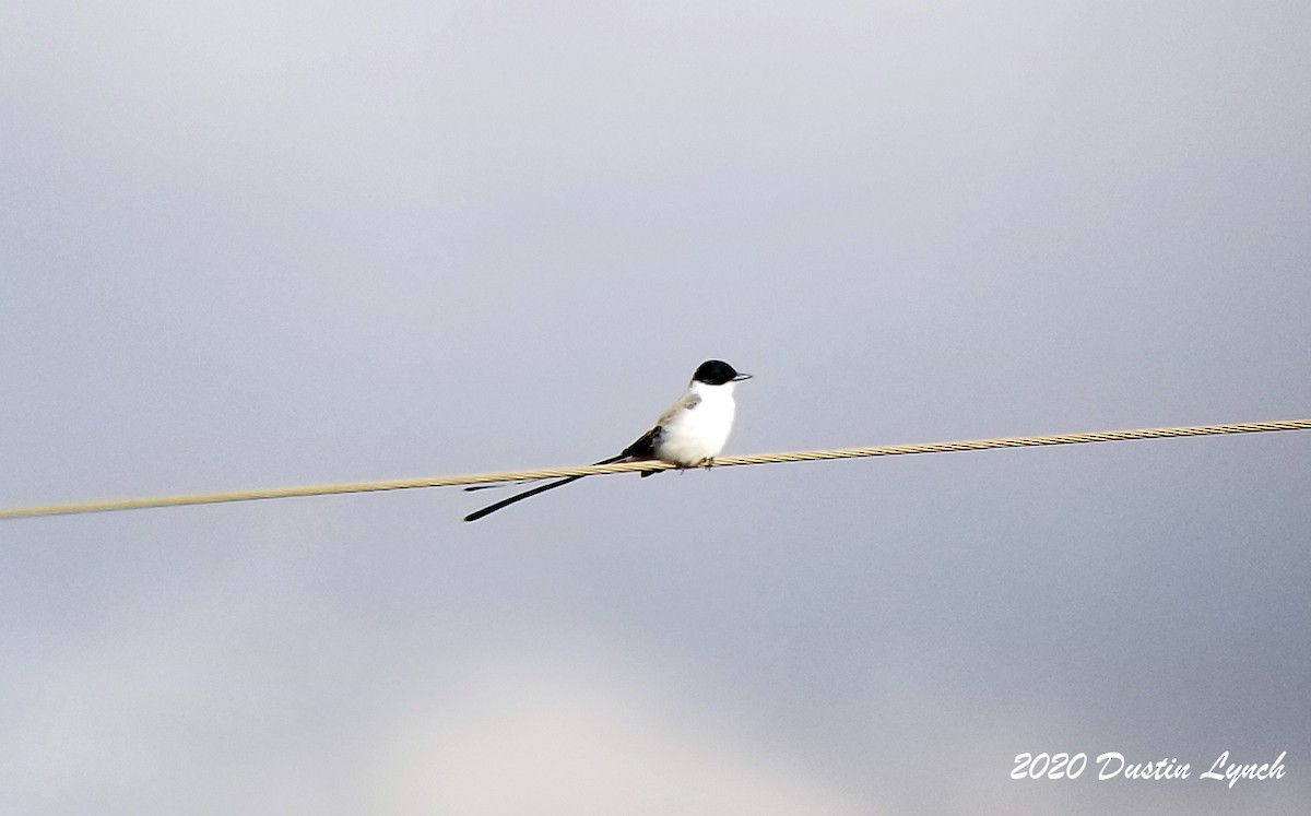 Fork-tailed Flycatcher - ML645331323