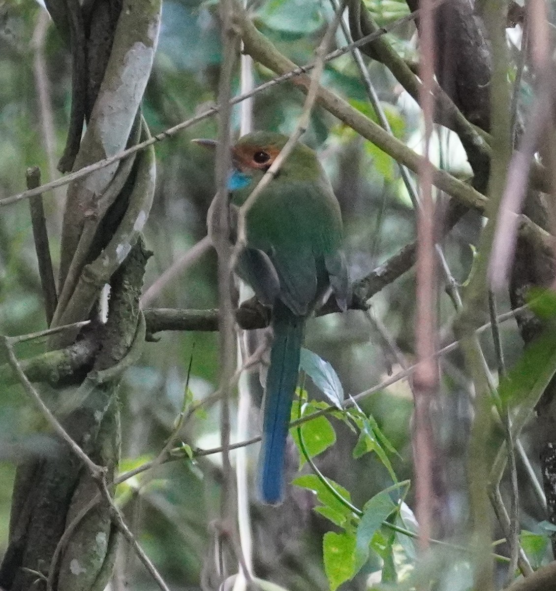 Blue-throated Motmot - ML645331329