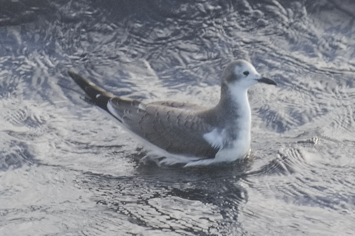 Sabine's Gull - ML645331341