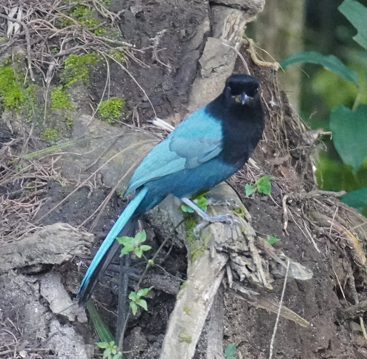 Bushy-crested Jay - ML645331342