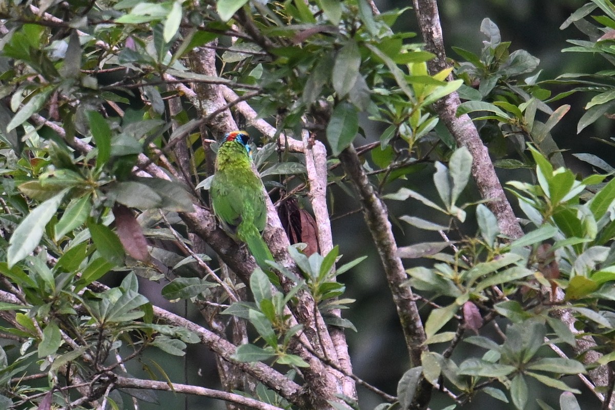 Barbudo Cejinegro - ML645331350