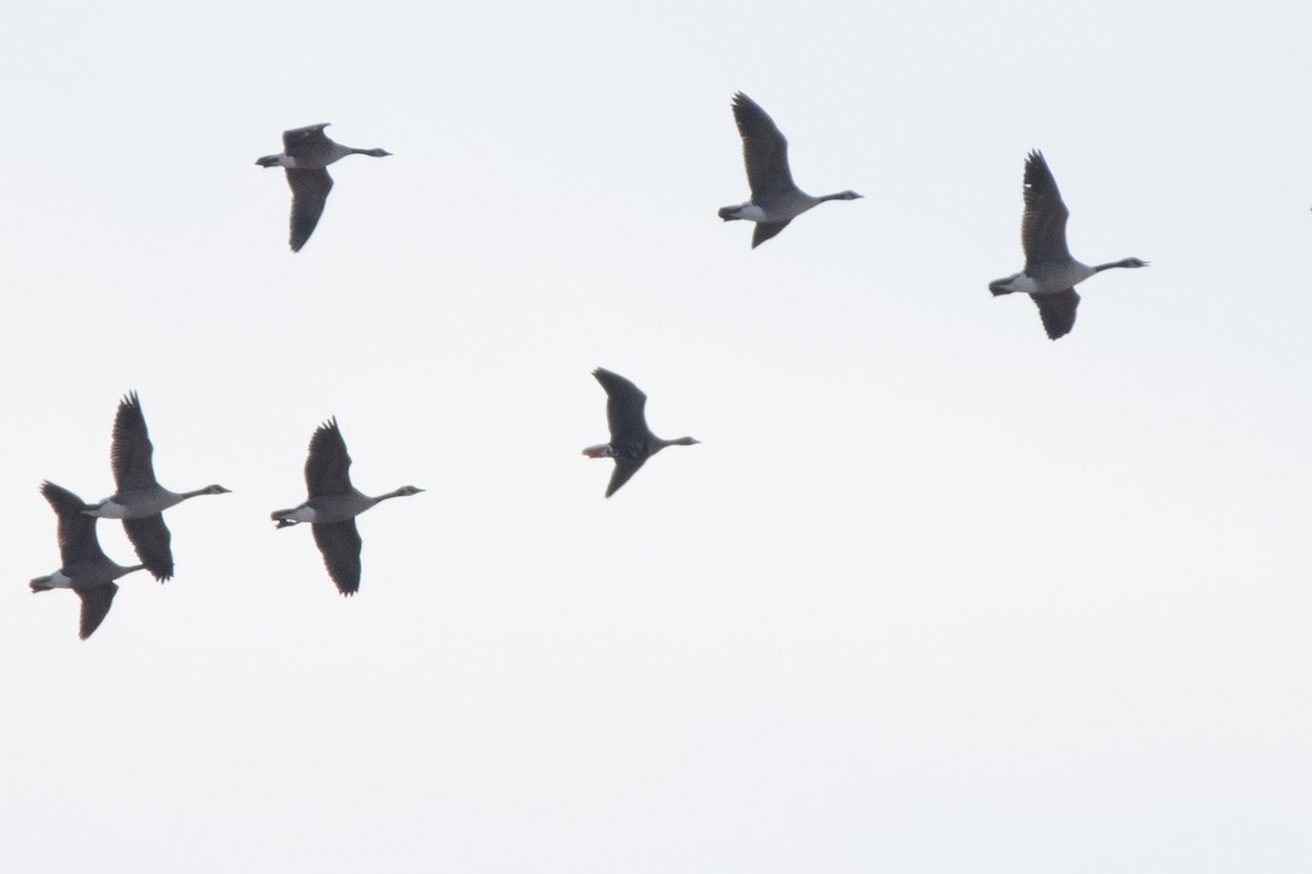 Greater White-fronted Goose - ML645331361