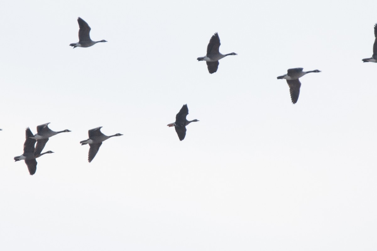 Greater White-fronted Goose - ML645331363