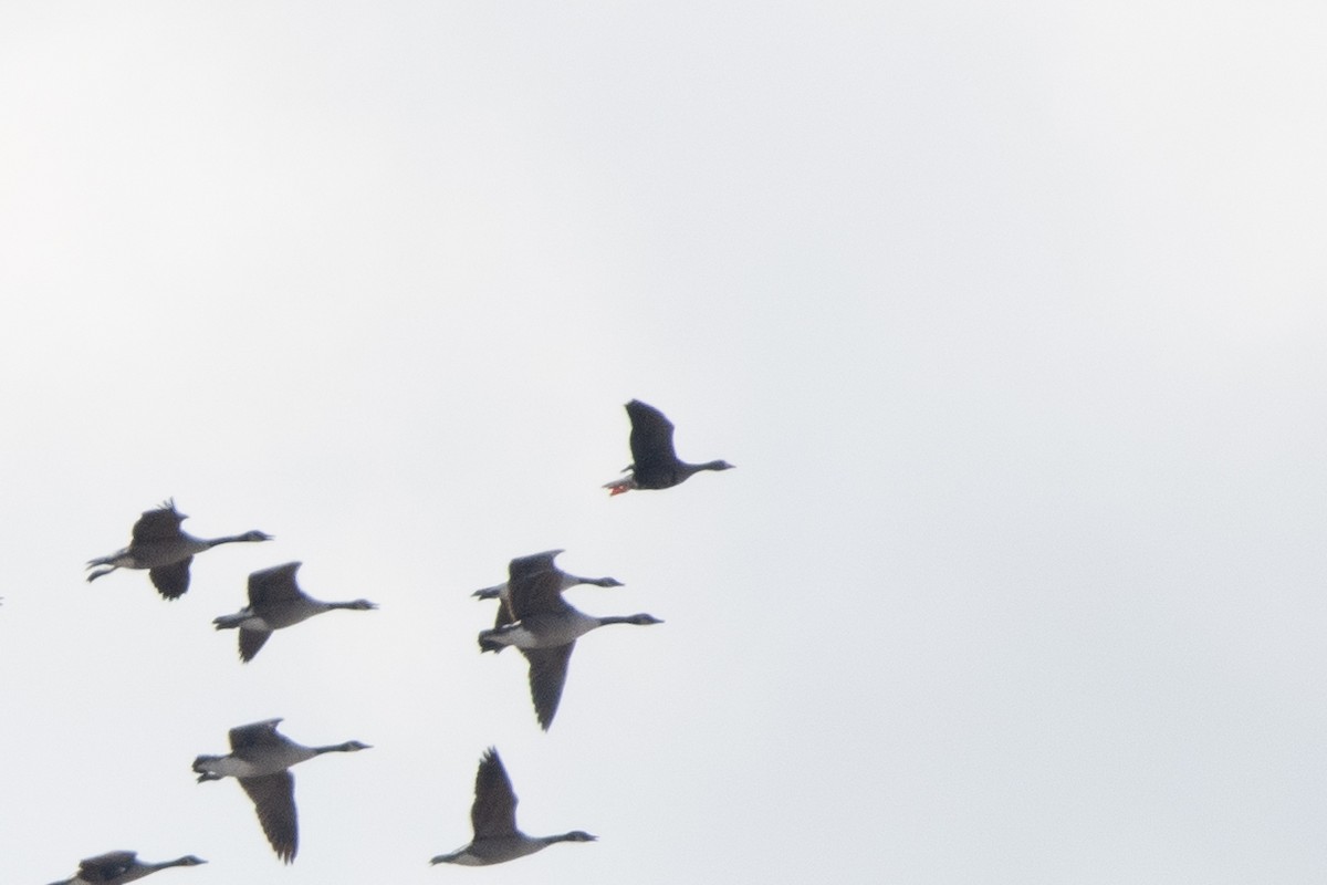 Greater White-fronted Goose - ML645331365