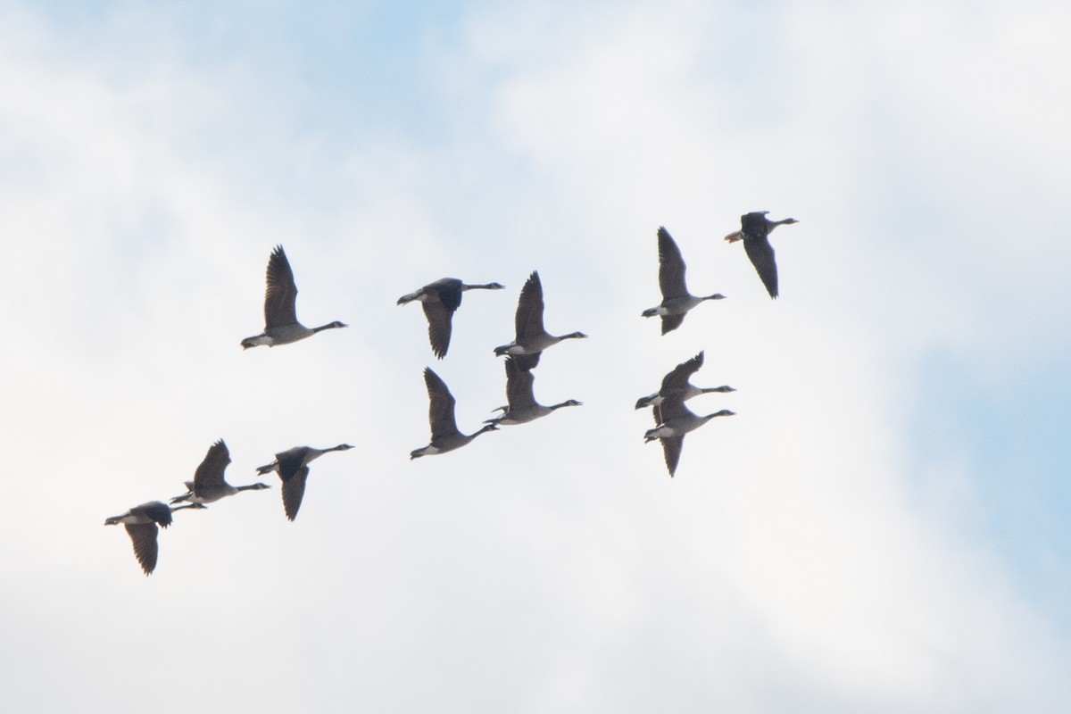 Greater White-fronted Goose - ML645331366
