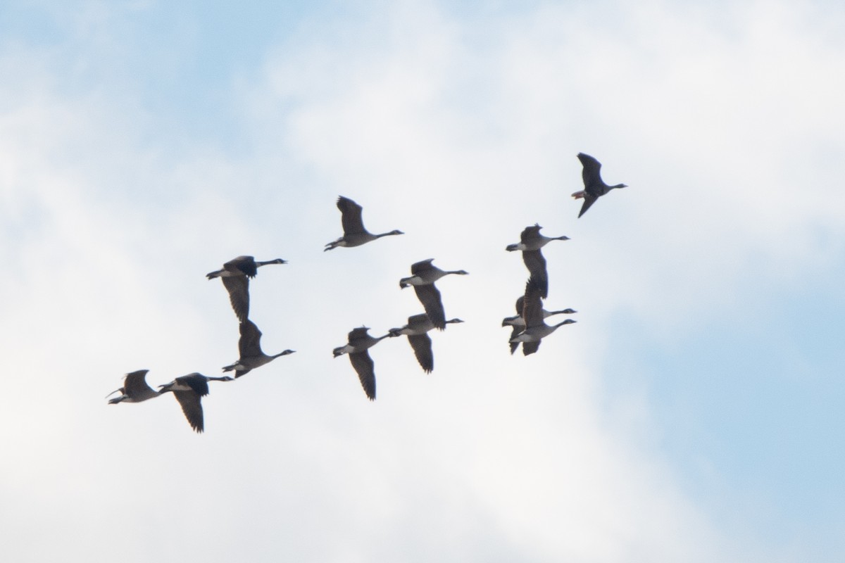 Greater White-fronted Goose - ML645331367