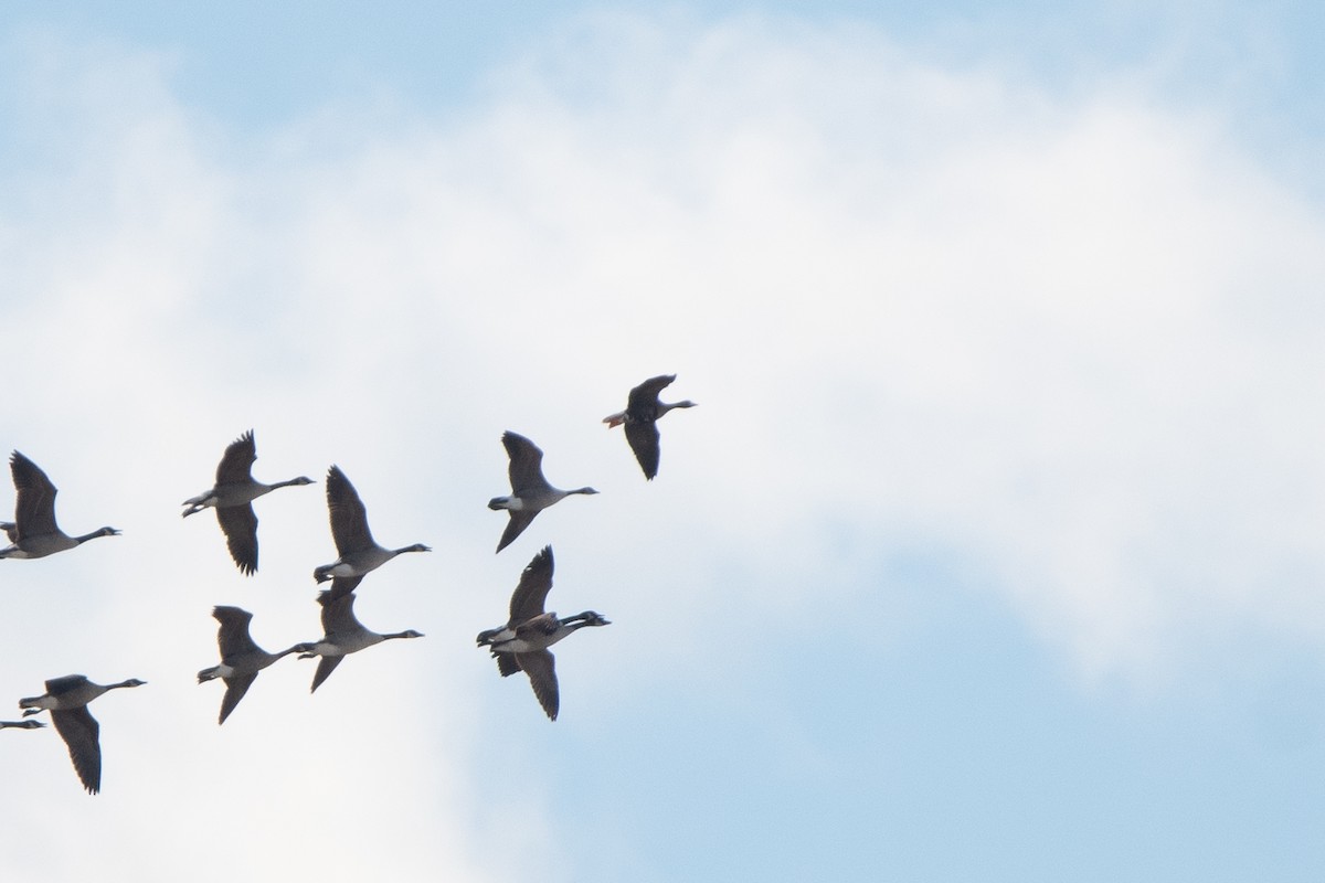 Greater White-fronted Goose - ML645331368