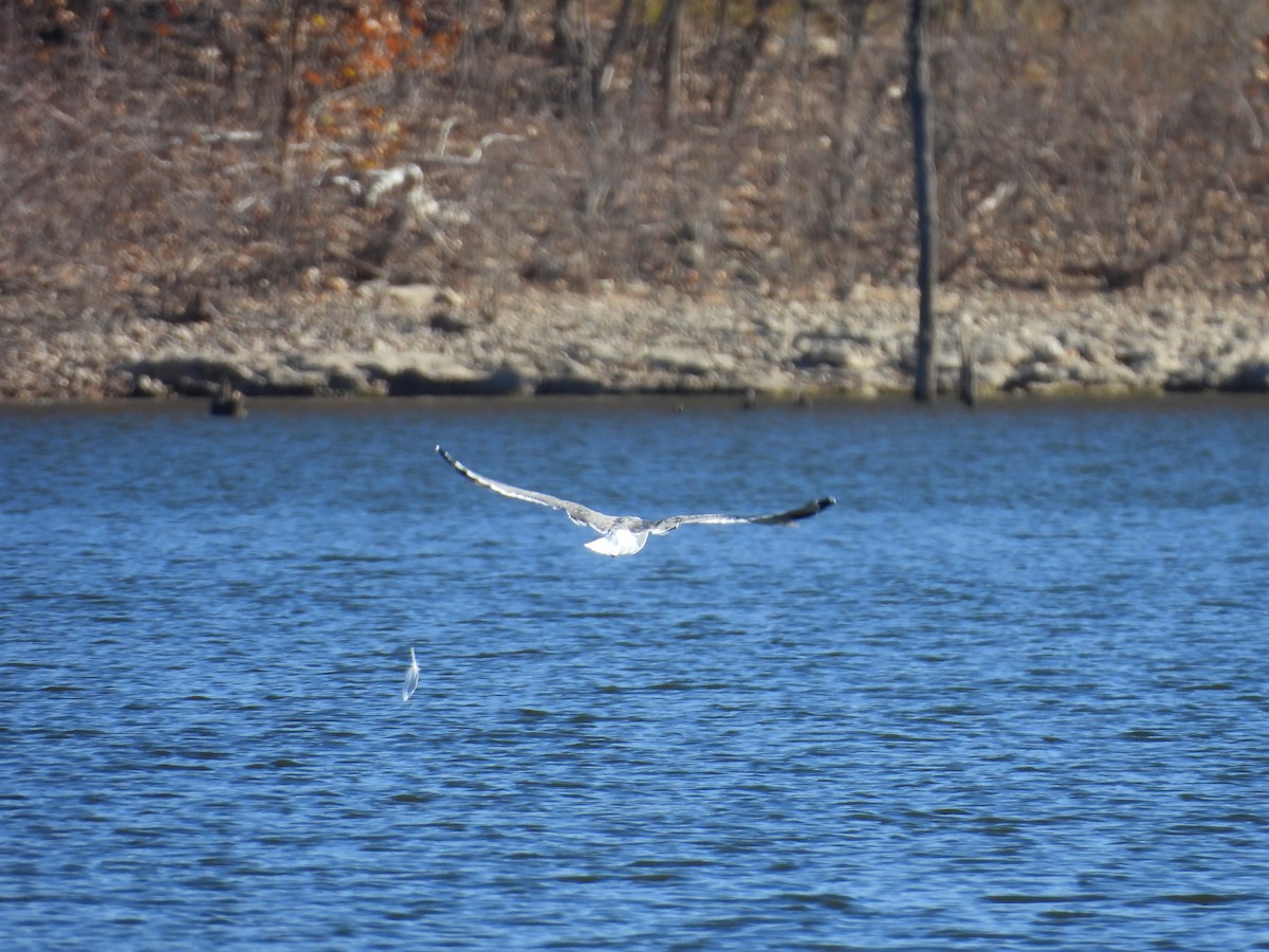 Lesser Black-backed Gull (graellsii) - ML645331385
