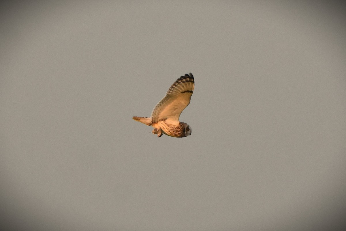 コミミズク - ML645331386