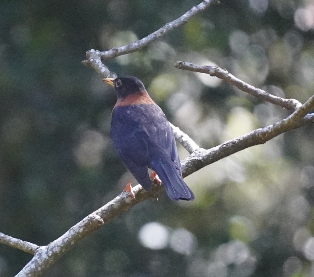 Rotnackendrossel - ML645331390