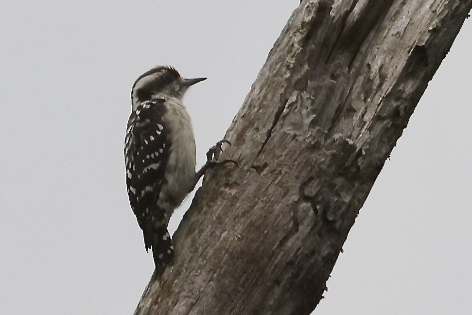Brown-capped Pygmy Woodpecker - ML645331393
