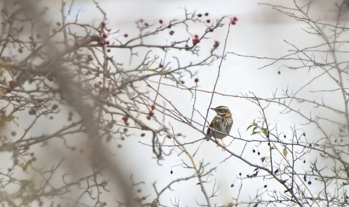 Redwing - ML645331408