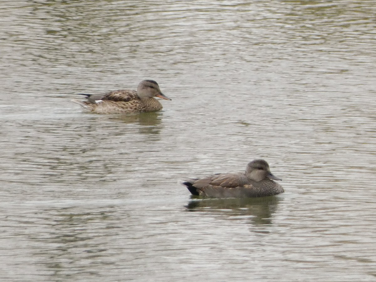 kopřivka obecná - ML645331413