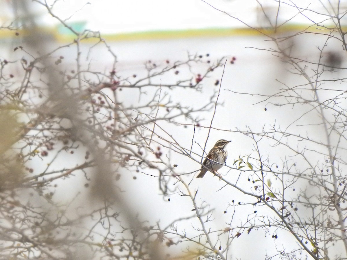 Redwing - ML645331414