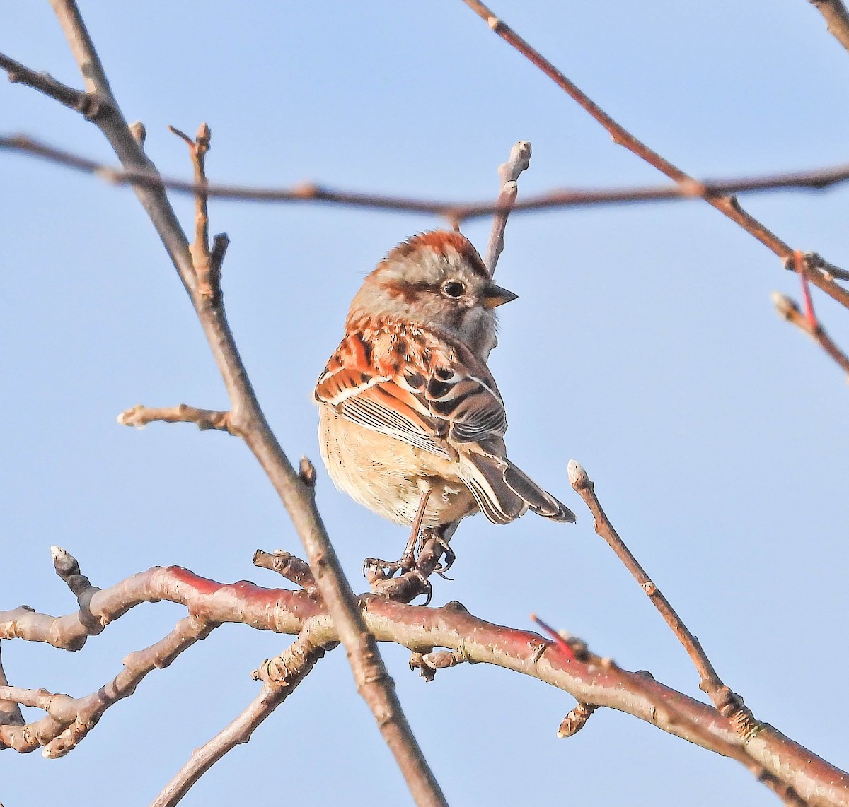 American Tree Sparrow - ML645331415
