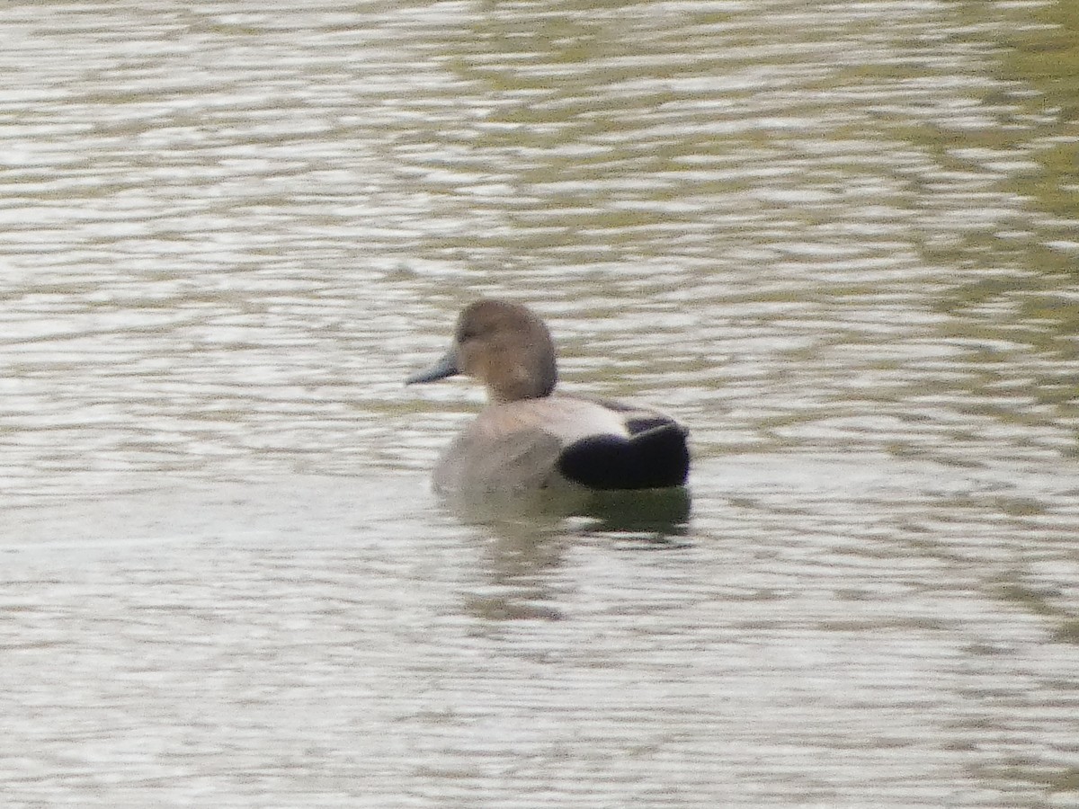 kopřivka obecná - ML645331418