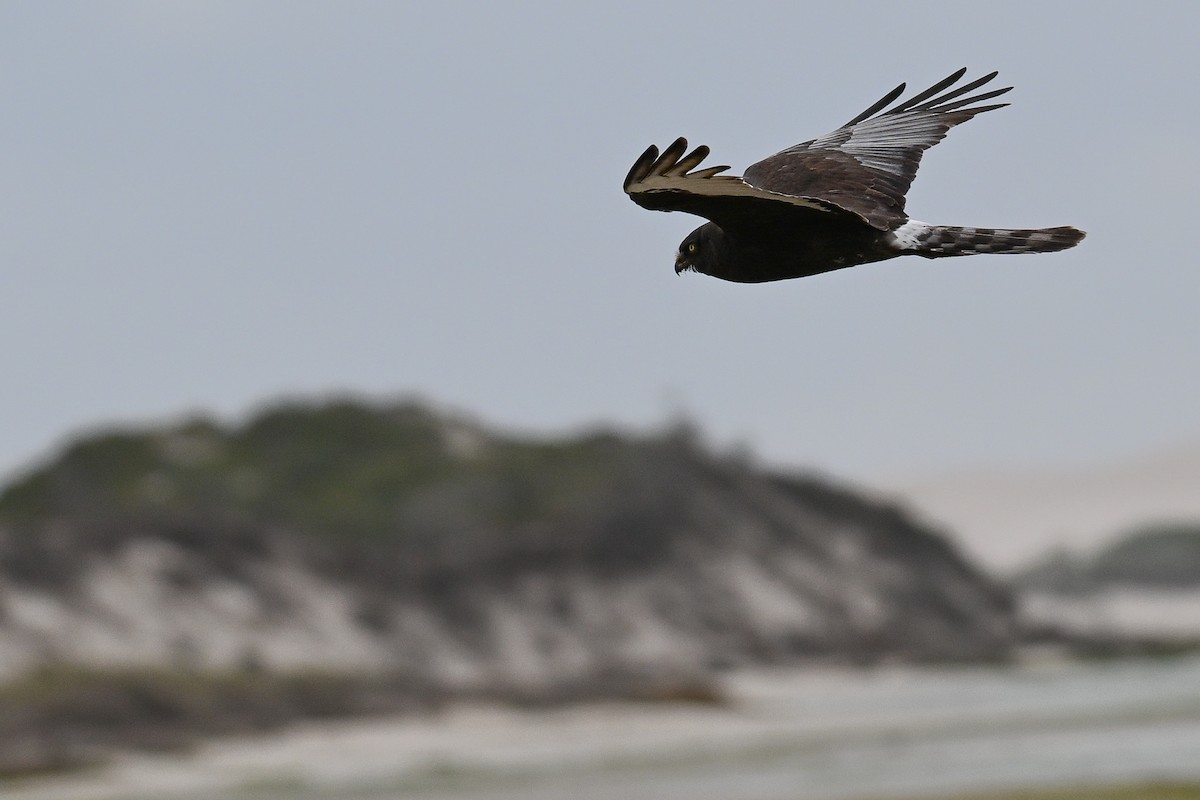 Black Harrier - ML645331419