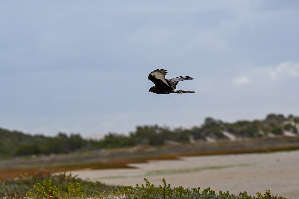 Black Harrier - ML645331420