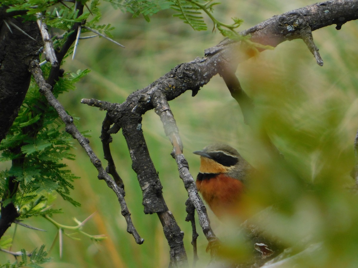Zeytin Tepeli Hilalgerdan - ML645331424
