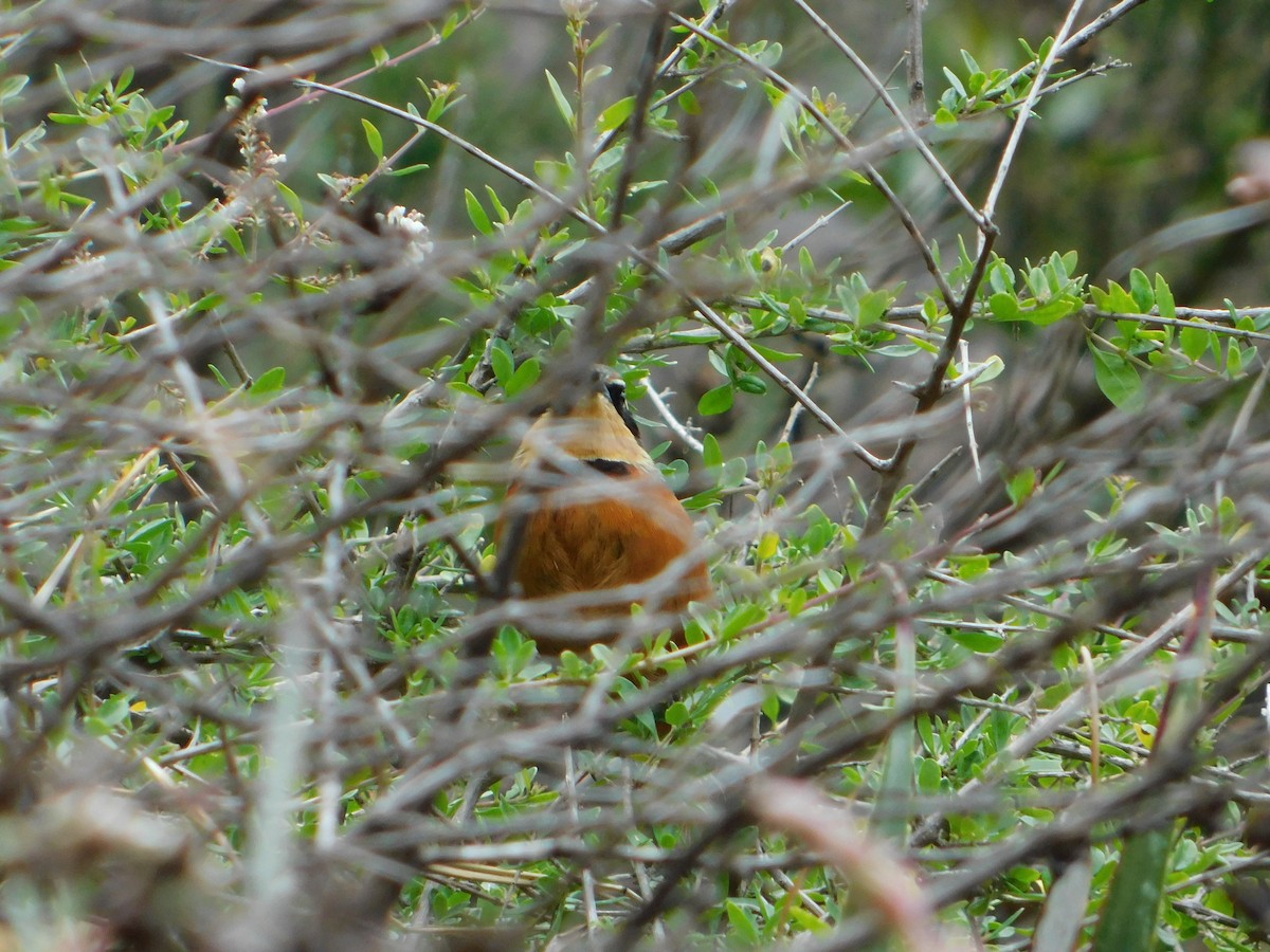 Zeytin Tepeli Hilalgerdan - ML645331425