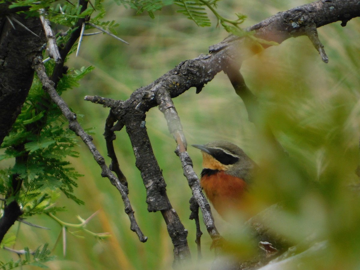 Zeytin Tepeli Hilalgerdan - ML645331426