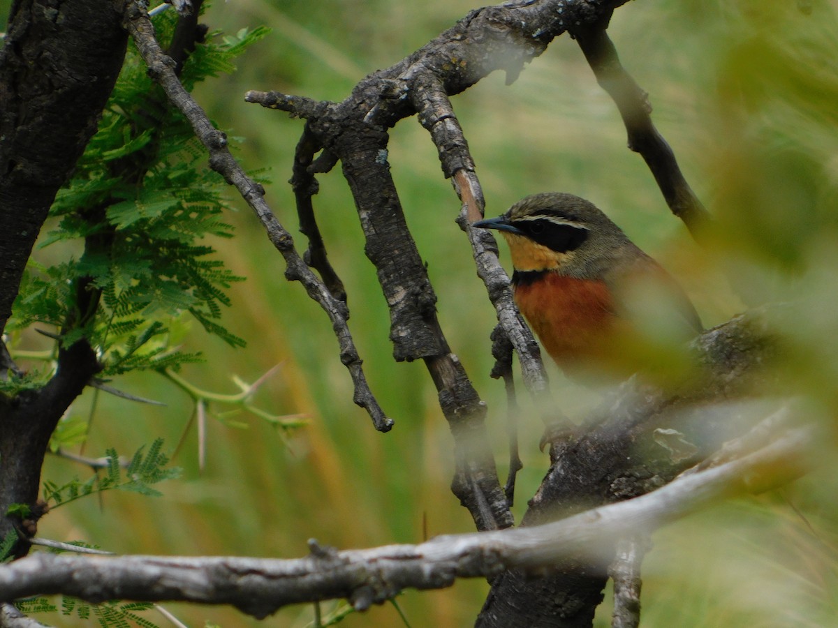 Zeytin Tepeli Hilalgerdan - ML645331427