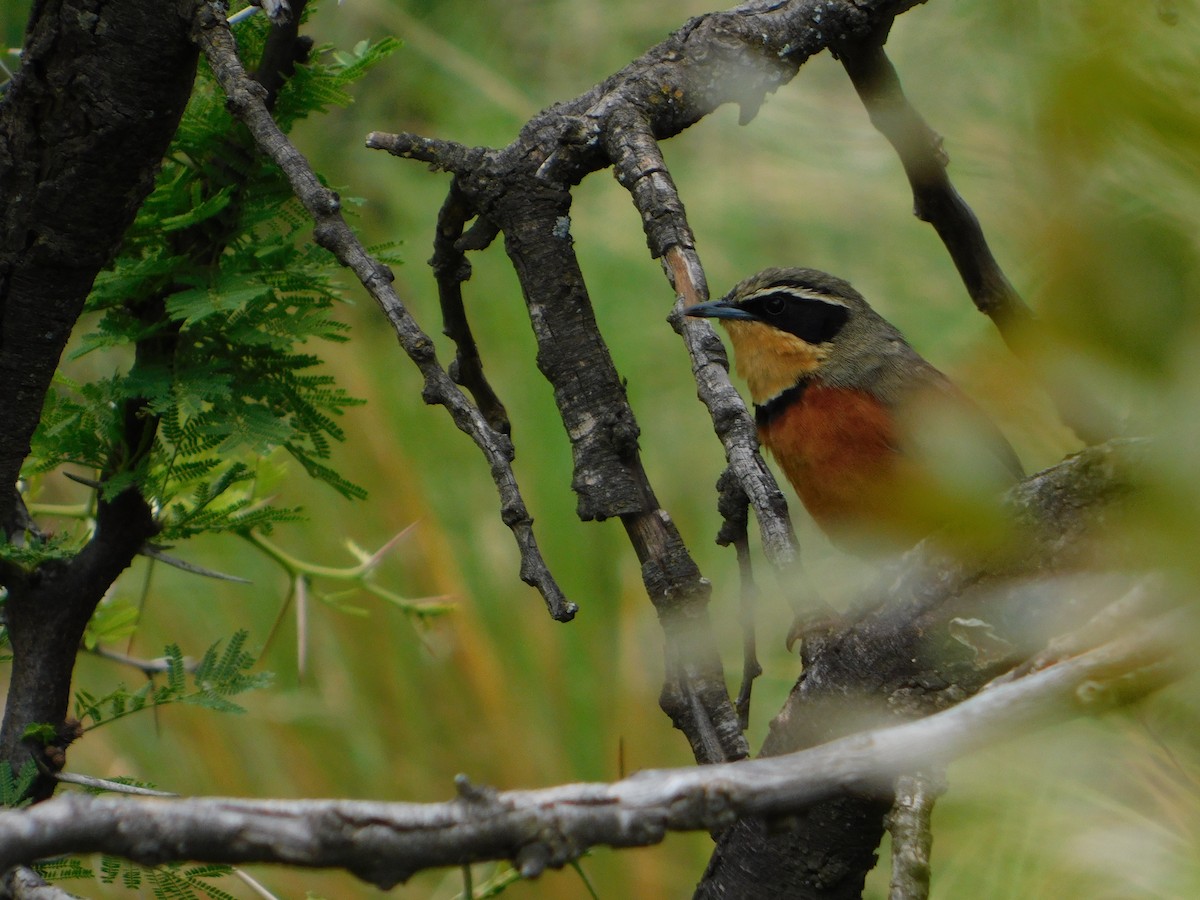 Zeytin Tepeli Hilalgerdan - ML645331428