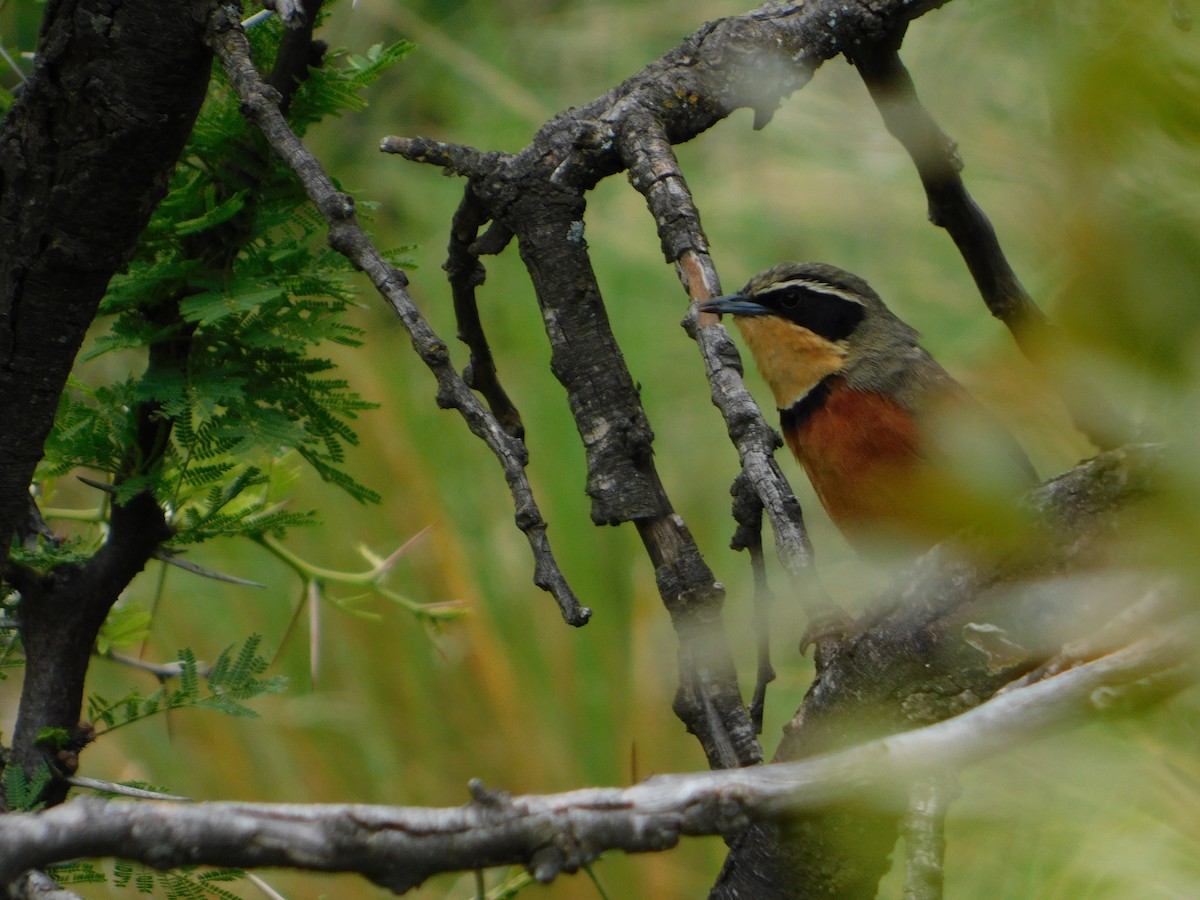 Zeytin Tepeli Hilalgerdan - ML645331429